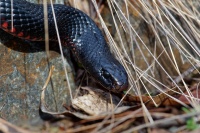 Pakobra cervenobricha - Pseudechis porphyriacus - Red-bellied Black Snake o5538